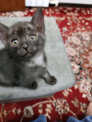 котята бесплатно