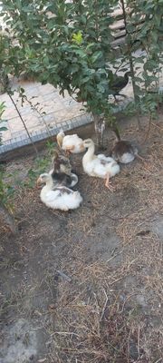 Продаётся гуся срочно