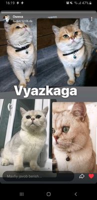 Vyazkaga!