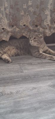 Продаётся шикарный котик шотландский вислоухий скоттиш фолд.