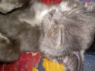 Кошка британский 1.5 ойлик