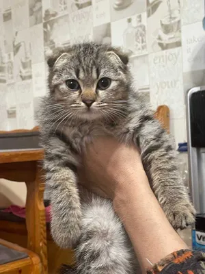 Продается котенок Скоттиш фолд