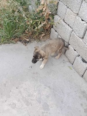 Kuchukcha mahalamizaga keb qopti