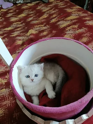 Серебристая шиншила