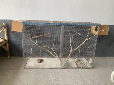 Кафас сотилад холат зор