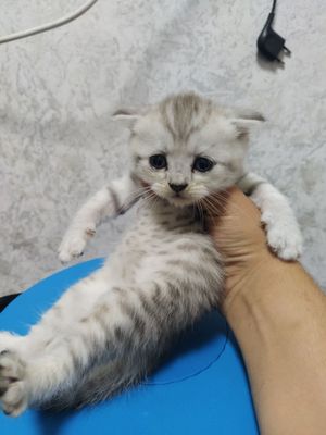 Котёноки скоттиш фолд и скоттиш страйт
