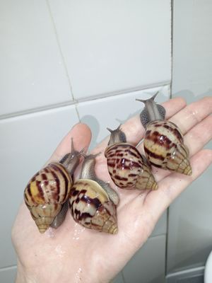 arzon ulitka