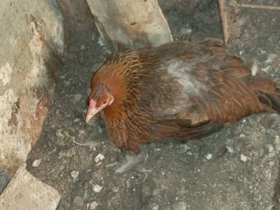 Курк тавук сотилади