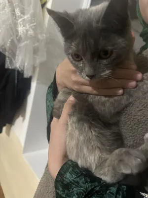 Zottor mushuk zor bola beradi