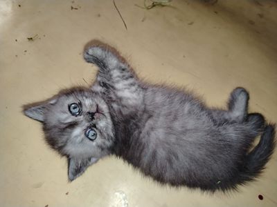 Котёнок скотиш страйт девочка