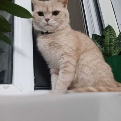 Милая, добрая кошечка