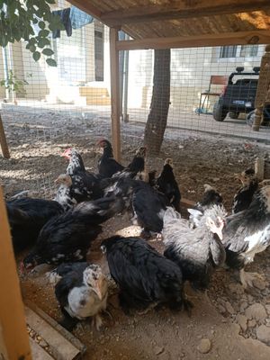 Yapon jojala sotiladi optimga soglom paypoli jojala