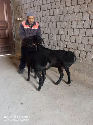 Toza xisori bogoz qoyla xali tish buzmagan 1 chi qorin