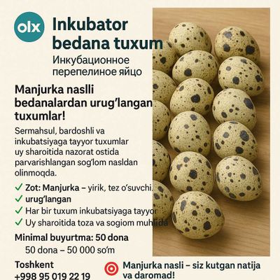 Inkubator Bedana Tuxum | Инкубационное Перепелиное Яйцо