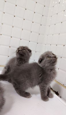 Продаётся вислоухие котята