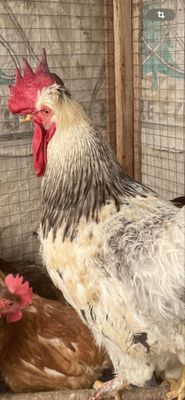 Xo’roz 4-5 kg atrofida 1yillik