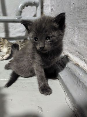 Отдам котят в добрые руки! Очаровательные котята ищут заботливы