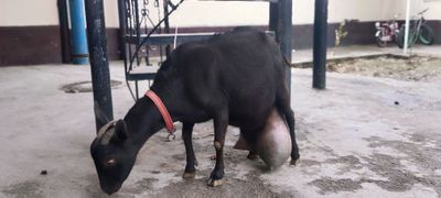 Echki sotiladi mursiana