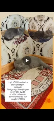 Skotish strayt homilador ona mushuk sotiladi