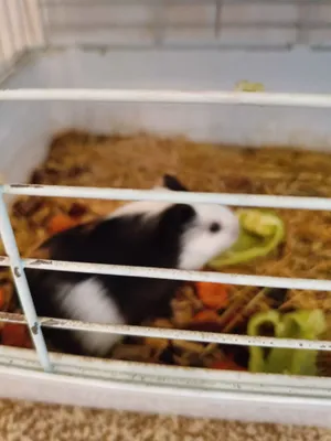 Морская свинка- Хамстер самый милый грызун