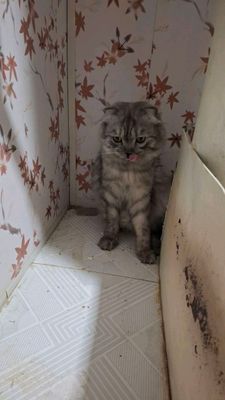 продаётся кошка