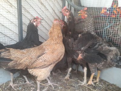 Xonaki tovuqlar soglom tuxumga kirgan