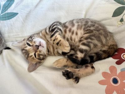 Бенгальские котята