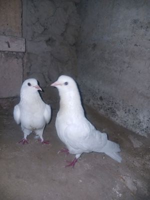 kabutar