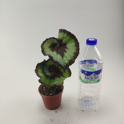 Karaleveskiy begonia detkalari