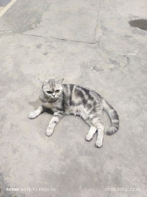 Skotish fold parodadigi silver tabiy bogan mushuk sotiladi qizbola