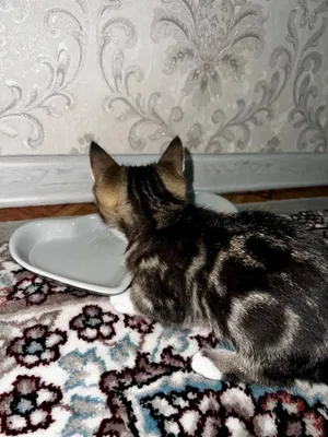 Skotish Strayt mushugi srochna sotiladi