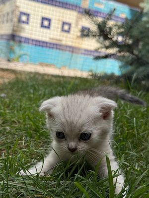 Шиншилла скотиш фолд