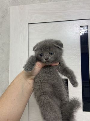 Котята от правильной вязки