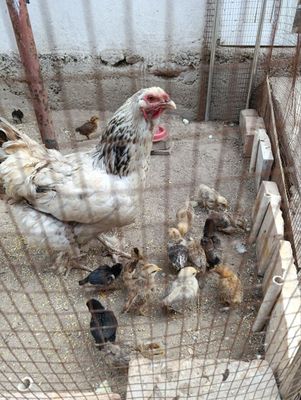 продам домашних куриц