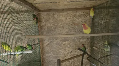 Хишник тутила сотилади узим бокканман