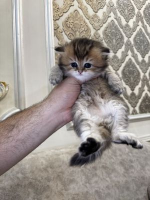 британские мушула бор тоза кон или обмен вариантлани етилачи корамиз