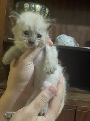 Продается котята. Девочки