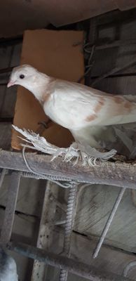 Голуби пискуны игровой породы