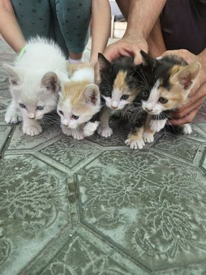 Продаются домашние Котята.