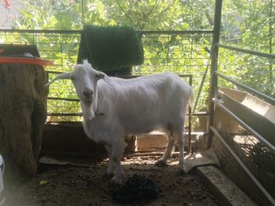 Echki sotiladi narhi arzon