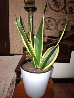 Sanseveriya ochen krasivaya, neprihotlivaya, poleznaya komn rasteniya