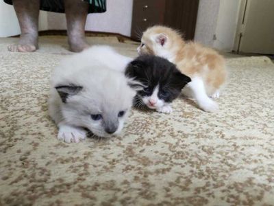 Котята-метисы по 50 000 сум. Город Навои