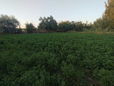 Qibray tumani Yangiyol Mfy da yer sotiladi 4 sotix