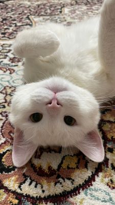 Кот турецкая ангорка