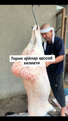 Местний жайдари қўчқорлар, қассоб