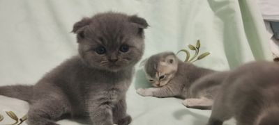 Продаются котята.