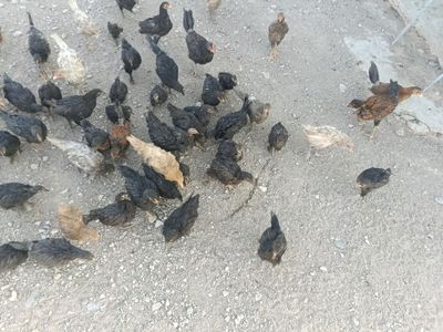 Tovuq joʻjalar sotiladi jaydari va qora shahzoda