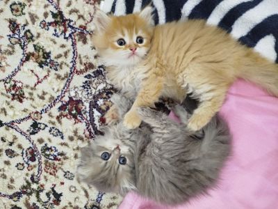 Продаются котята, породы скотиш фолд