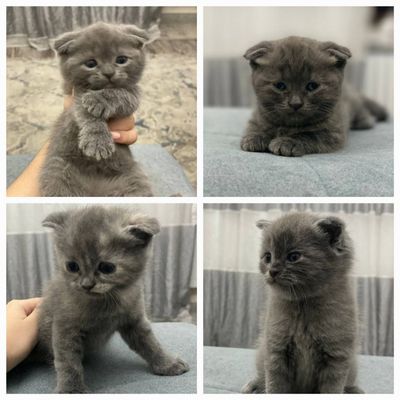 Продаются котята