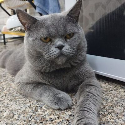 Шикарный кот на продажу!скоттиш страйт!здоровый!